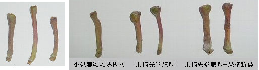 地球温暖化と気候変動の対策情報サイト/農業温暖化ネット