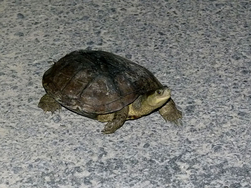 地球温暖化と気候変動の対策情報サイト 農業温暖化ネット 地球温暖化と気候変動の対策情報サイト 農業温暖化ネット