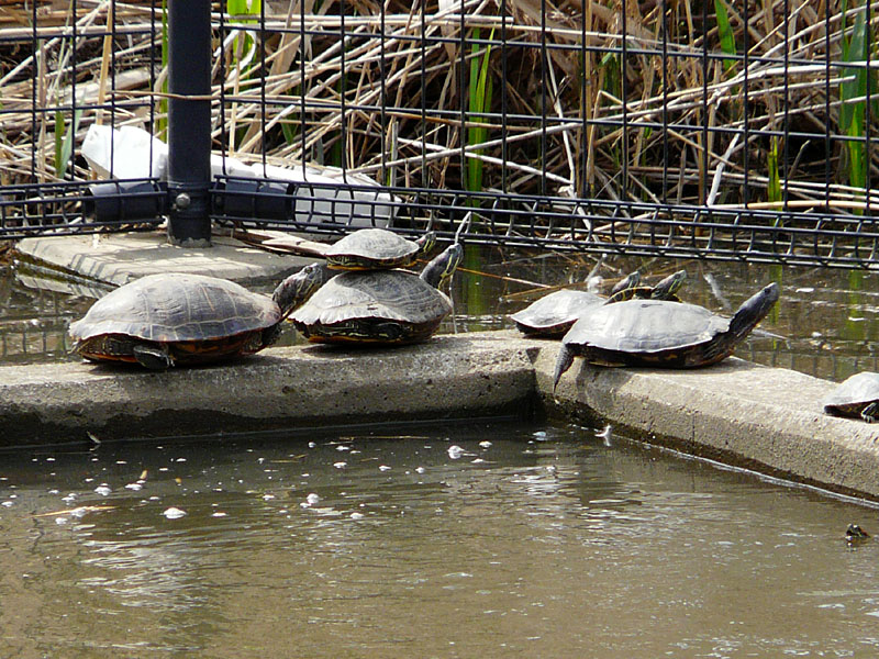 地球温暖化と気候変動の対策情報サイト 農業温暖化ネット 地球温暖化と気候変動の対策情報サイト 農業温暖化ネット