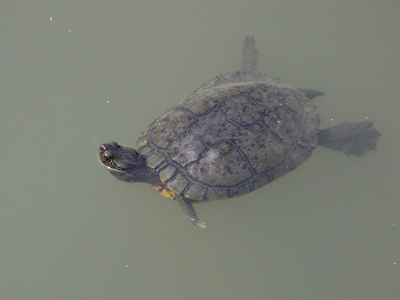 地球温暖化と気候変動の対策情報サイト 農業温暖化ネット 地球温暖化と気候変動の対策情報サイト 農業温暖化ネット