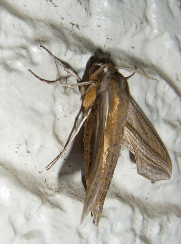 地球温暖化と気候変動の対策情報サイト 農業温暖化ネット